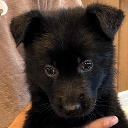 Girl 3- green - Black female German Shepherd puppy in Sharon Grove, Kentucky from Julie’s Shepherds