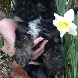 Poodle Puppies from My Little Poodle