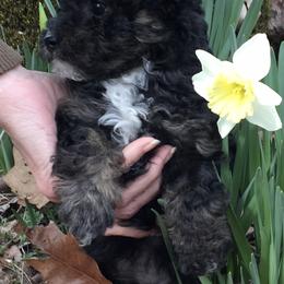 Poodle Puppies from My Little Poodle