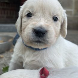 Golden Retriever Puppies from Avalon English Retrievers