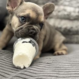 French Bulldog Puppies from Cert. Frenchies