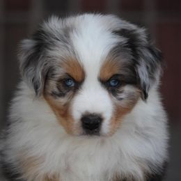 Australian Shepherd and Miniature Australian Shepherd Puppies from Canyon Creek Aussies