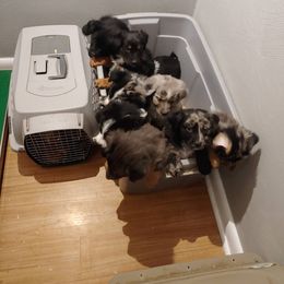"A Litter" Australian Shepherd Puppies from J&J Kennel