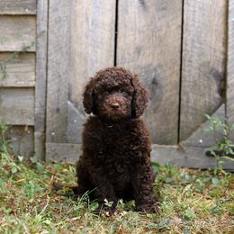 Sally - Chocolate female Australian Labradoodle puppy in Williamstown, New York from Lewis Manor Labradoodles