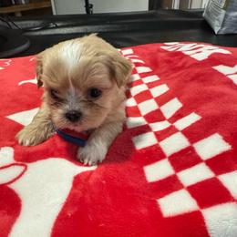 Prince - Gold and white male Shorkie puppy in San Tan Valley, Arizona from Great Mates