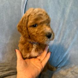 Male Blue Collar(Treasure) - Red  male Goldendoodle puppy in Cape Coral, Florida from GoldenDoodles Cape Coral
