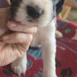 Girl 2 - Black white and tan female English Springer Spaniel puppy in Brodhead, Wisconsin from Pinwheel Acres