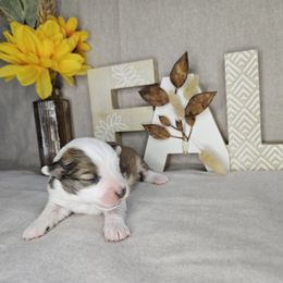 Jenna - Sable female Aussiedoodle puppy in Doerun, Georgia from Twig & Tail Puppies