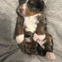 Bernedoodle Puppies from Bernied00dle Love