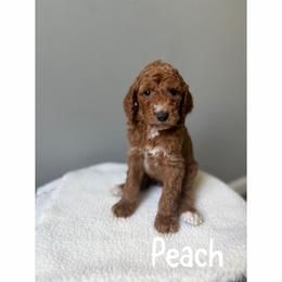 Peach - Red  female Goldendoodle puppy in Smithfield, Kentucky from KBK9 Kennels