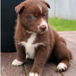 Catrionna - Red and white female Siberian Husky puppy in Oakwood, Ohio from Moonlight Siberian Huskies