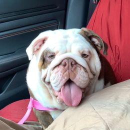 Stufffles - Bulldog