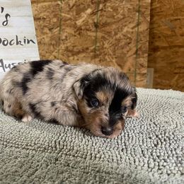 Miniature Australian Shepherd Puppies from KJs Rockin Aussies