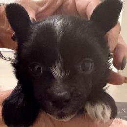 Female 1 - Black and white female Chinese Crested puppy in Salt Lake City, Utah from Naked & Famous