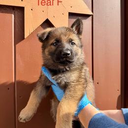 Teal collar - Sable female German Shepherd puppy in Hollis Center, Maine from Noble German Shepherds of Maine