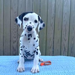 Bonnet - White and black female Dalmatian puppy in Decatur, Alabama from Hollytree Dalmatians