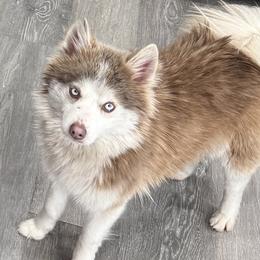 Gypsy - Pomsky