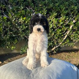 Nash - Parti male Poodle puppy in Los Angeles, California from Exquisite Doodles