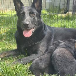 German Shepherd Puppies from Vom Haus Elbrus Kennel