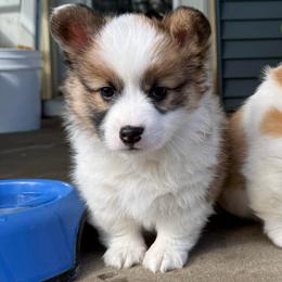 Mocha - Black and tan female Pembroke Welsh Corgi puppy in Grand Rapids, Michigan from Corgi Love Tales
