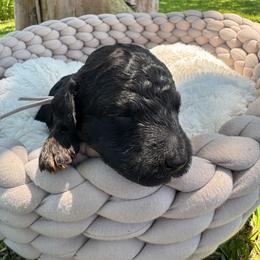 Cracker - Black male Bernedoodle puppy in Rose Hill, North Carolina from Red Door Canines