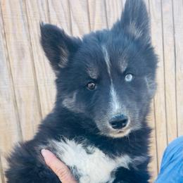Raven - Agouti and white female Siberian Husky puppy in Thomasville, Georgia from Southern Blues Siberian Huskies