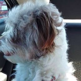 Aussiedoodles, Double Doodles, Golden Aussiedoodles, and Poodles from Doodle Gardens
