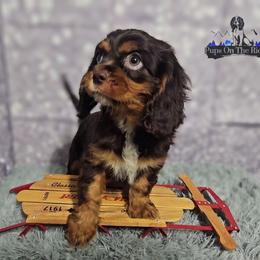 Charlie - Chocolate male Cavalier King Charles Spaniel puppy in Neosho, Missouri from Pups on the Ridge