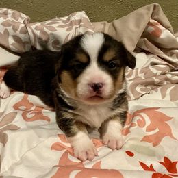 Grinch - Black and tan Pembroke Welsh Corgi puppy in Arcanum, Ohio from Weissway Corgis