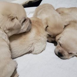 Labrador Retriever Puppies from Andover Meadow Farm