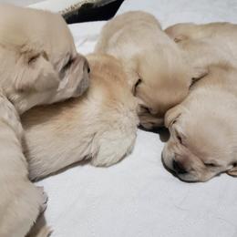 Labrador Retriever Puppies from Andover Meadow Farm
