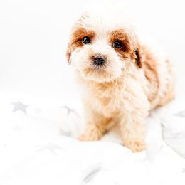 Noelle - Parti female Goldendoodle puppy in Belton, South Carolina from Poodley Doodley Doo