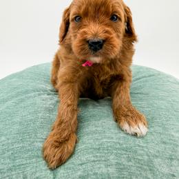 Starburst - Red  female Goldendoodle puppy in Sunman, Indiana from Brunsman Country Doodles LLC