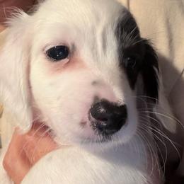 Link - Piebald male Dachshund puppy in Hopwood, Pennsylvania from Libby’s Legacy Doxies