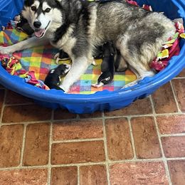 Fallon - Siberian Husky