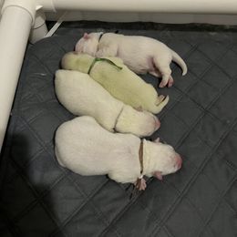 Samoyed Puppies from The Floof Brigade