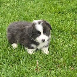 Blu - Gray and white male American Corgi puppy in Walker, Iowa from Double K Corgis