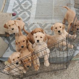 Golden Retriever Puppies from Bliss Creek Goldens