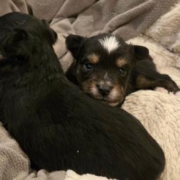 Ricky - Black tri male Toy Australian Shepherd puppy in Forney, Texas from Texas Talent Toy Aussie's