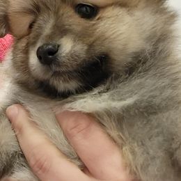 Pomeranian Puppies from KB Pom Pups