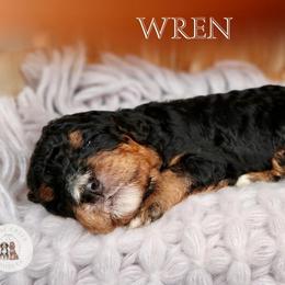 Wren - Phantom female Bernedoodle puppy in Bowling Green, Ohio from Windy Creek Doodles