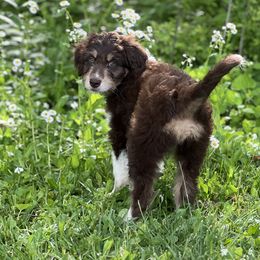 Aussiedoodle Puppies from A Dose Of Doodle