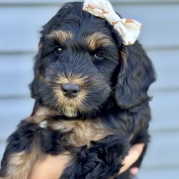 Australian Labradoodle Puppies from Grand Peaks Labradoodles