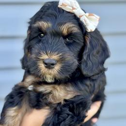 Australian Labradoodle Puppies from Grand Peaks Labradoodles