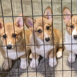 Pembroke Welsh Corgi Puppies from O-Joy Pembroke Welsh Corgis