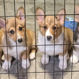 Pembroke Welsh Corgi Puppies from O-Joy Pembroke Welsh Corgis