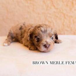 Aussiedoodle and Goldendoodle Puppies from Ever After Doodles Arizona