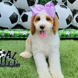 Apple's Lilac Girl - Red  female Goldendoodle puppy in Kountze, Texas from Texas Doodles LLC