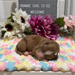 Aussiedoodle and Australian Shepherd Puppies from Loving Puppy Paws Kennel