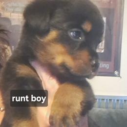 Boy 2 - Black and mahogany male Rottweiler puppy in De Witt, Iowa from Irish Eyes Kennels